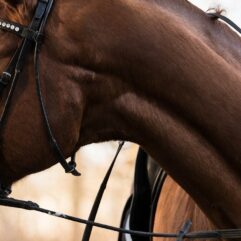 Rådgivning og sparring ved køb og salg af hest